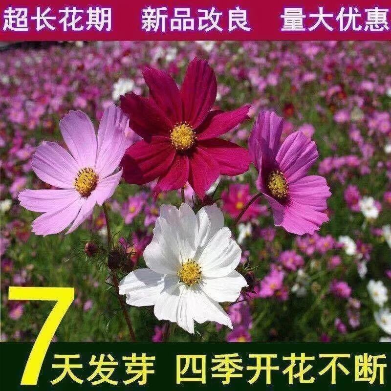 波斯菊花种子格桑花种籽子四季开花易活花籽庭院野花组合种子