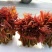 香椿芽，色泽红艳口感鲜嫩，精品包装产地直销，全国代发