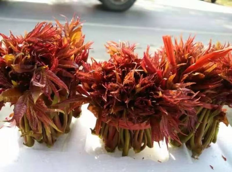香椿芽，色泽红艳口感鲜嫩，精品包装产地直销，全国代发