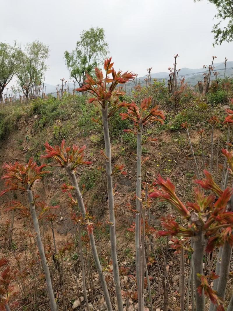 香椿芽，色泽红艳口感鲜嫩，精品包装产地直销，全国代发