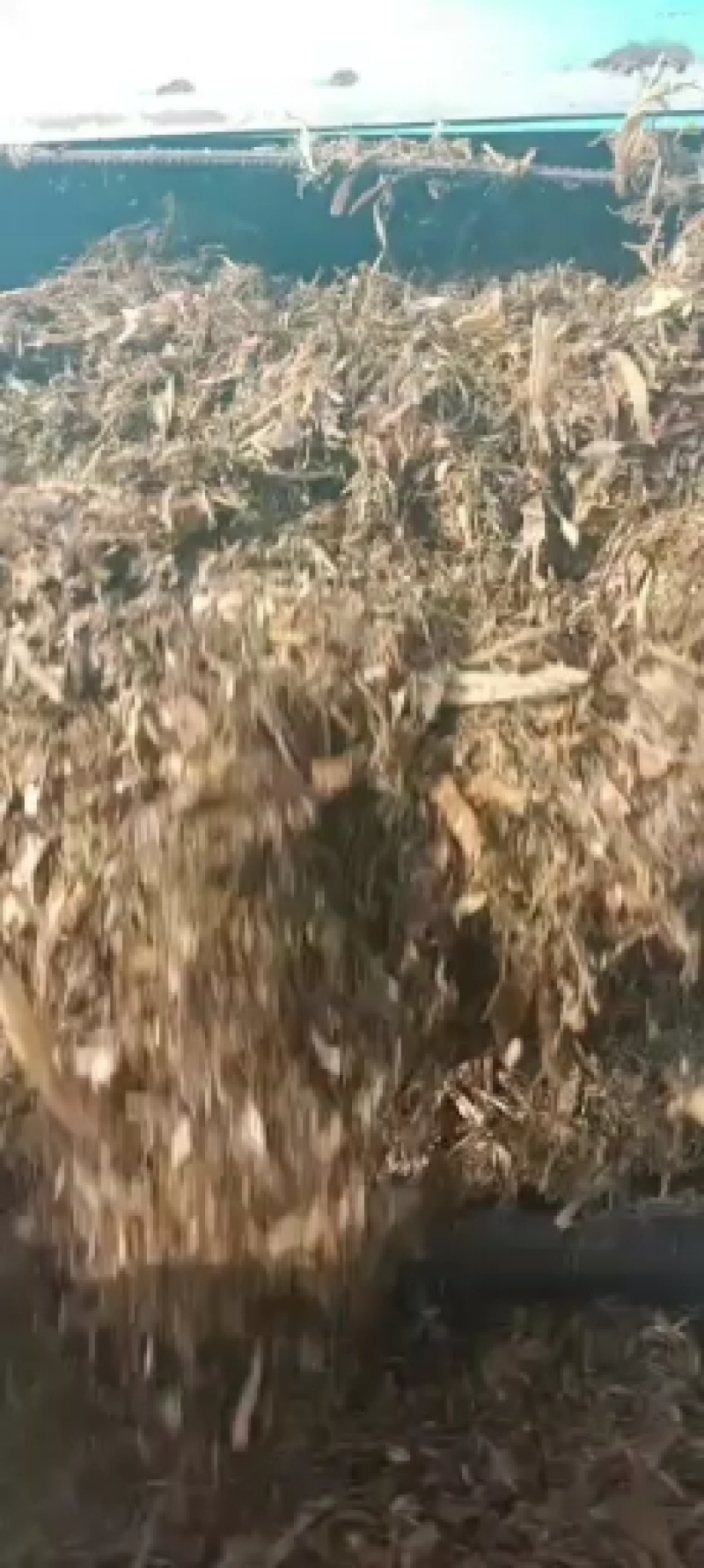 玉米秸秆青储黄储干储有需要的的联系我在河北沧州发货