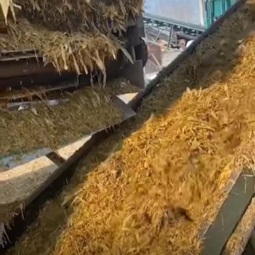 玉米秸秆青储黄储干储有需要的的联系我在河北沧州发货