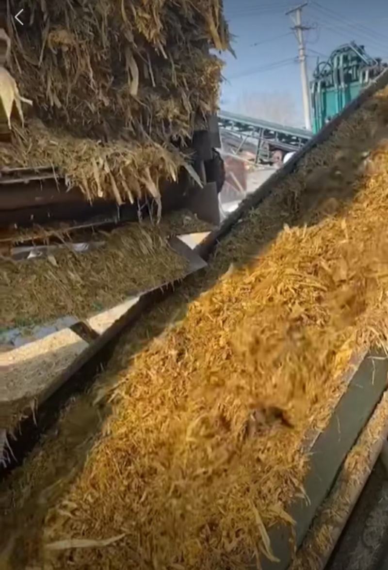 玉米秸秆青储黄储干储有需要的的联系我在河北沧州发货