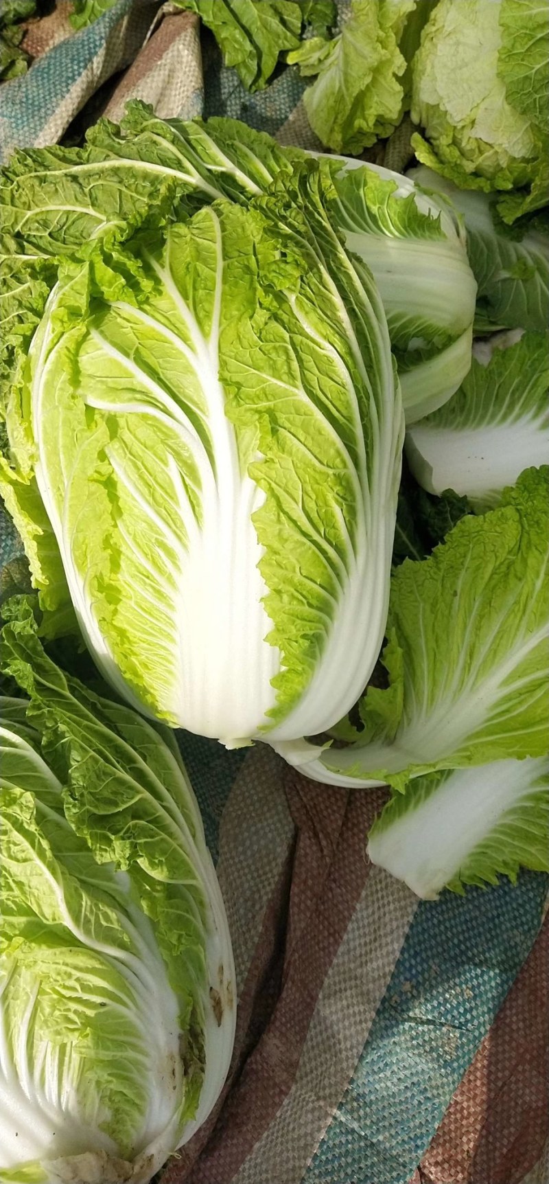 精品黄心白菜大量上市视频看货，代发全国，各种包装齐全