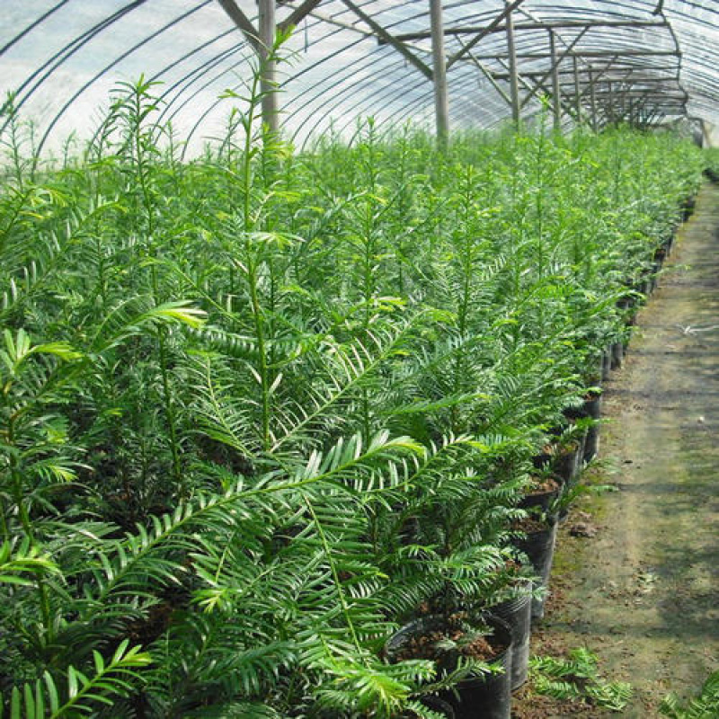 【优选商家】红豆杉苗，优质种苗用雕刻家具木材好！！