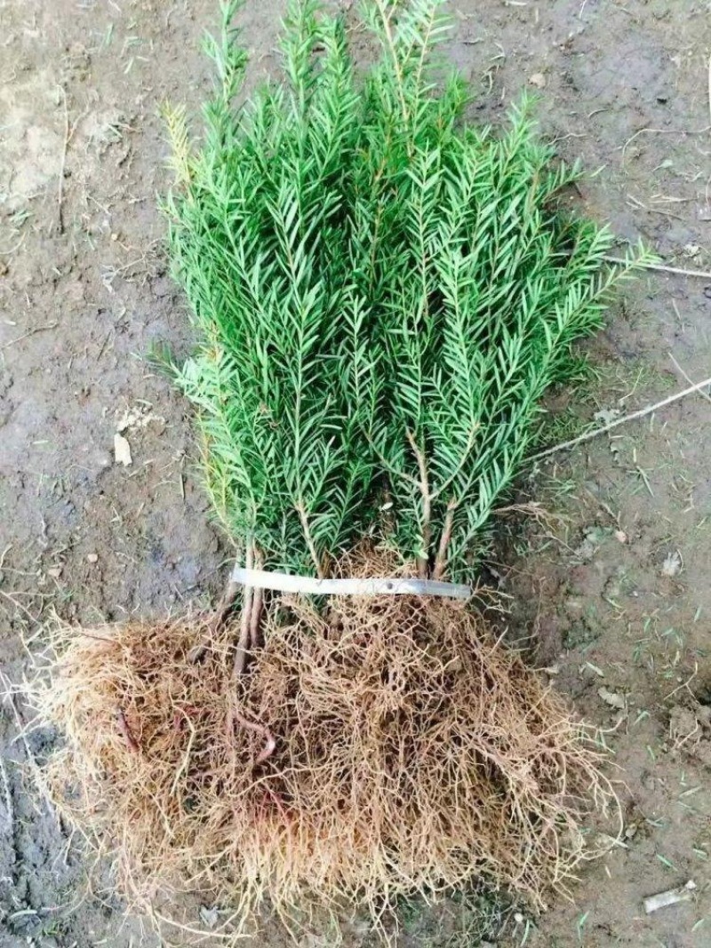 【优选商家】红豆杉苗，优质种苗用雕刻家具木材好！！