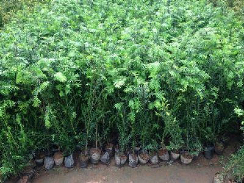 【优选商家】红豆杉苗，优质种苗用雕刻家具木材好！！