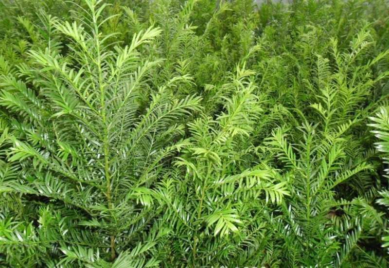 【优选商家】红豆杉苗，优质种苗用雕刻家具木材好！！