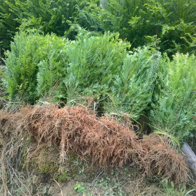 【优选商家】红豆杉苗，优质种苗用雕刻家具木材好！！