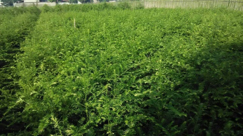 【优选商家】红豆杉苗，优质种苗用雕刻家具木材好！！