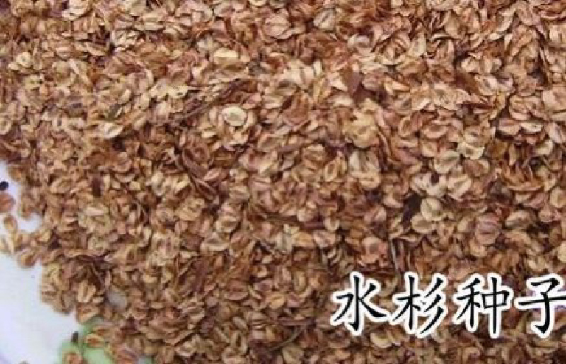 【现货供应】水杉种子，种子田播发芽出苗可视频看货