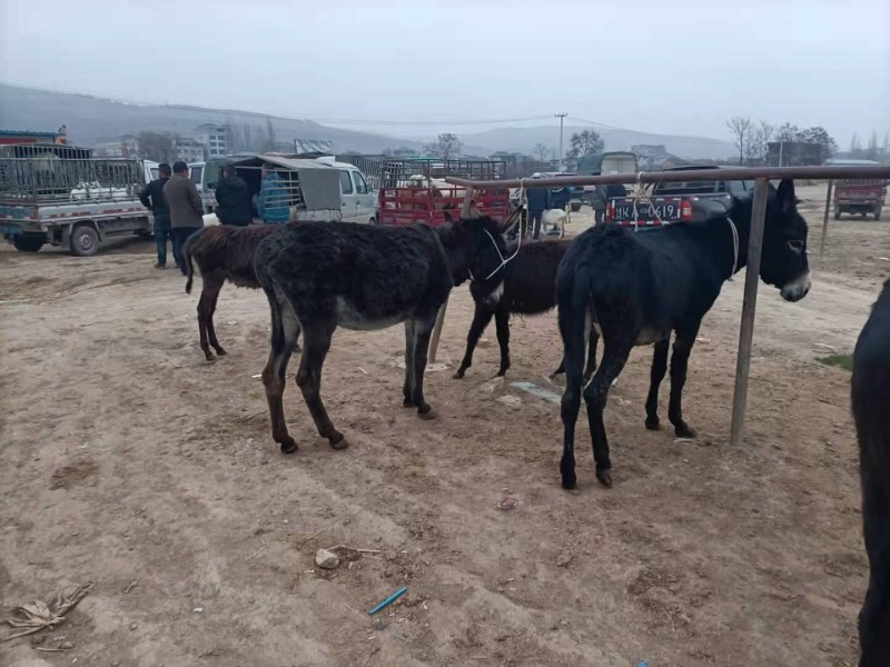 【甘肃】活驴关中驴德州驴骠情好出肉率高