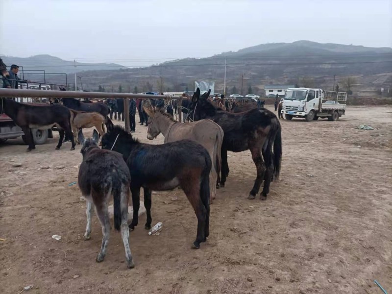 【甘肃】活驴关中驴德州驴骠情好出肉率高