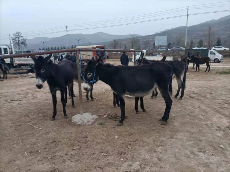 【甘肃】活驴关中驴德州驴骠情好出肉率高