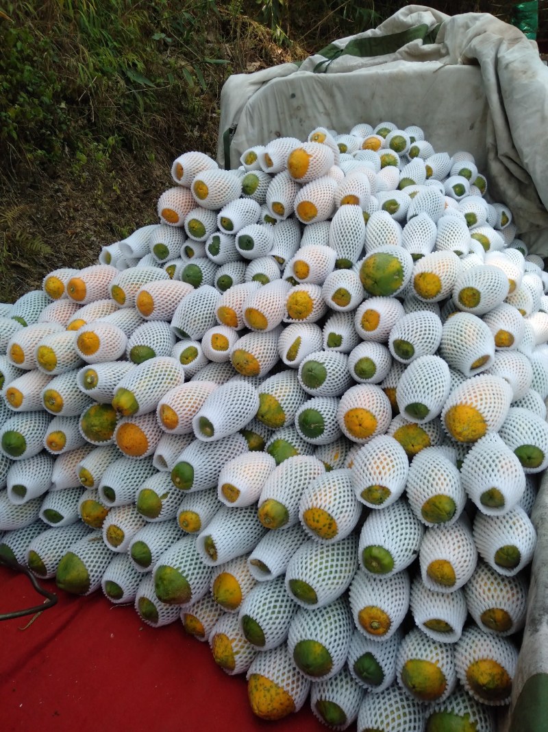 （大量销售云南木瓜）