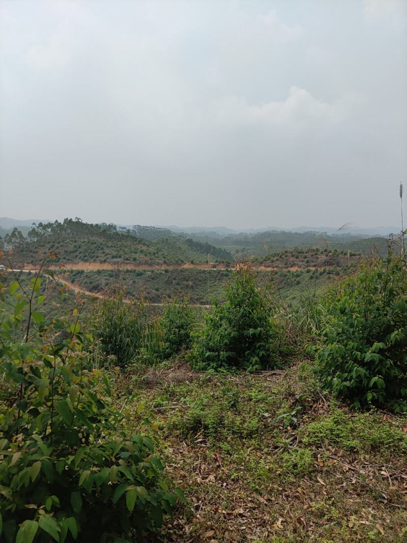 2000亩山地.55元/亩，可种植桉树，果林，药材等