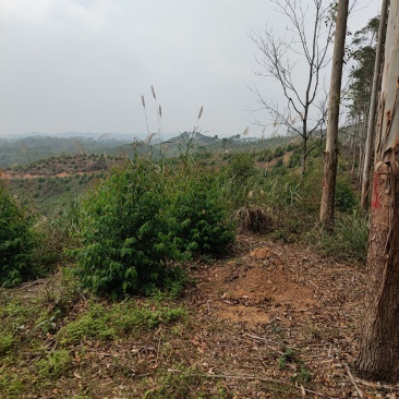 2000亩山地.55元/亩，可种植桉树，果林，药材等