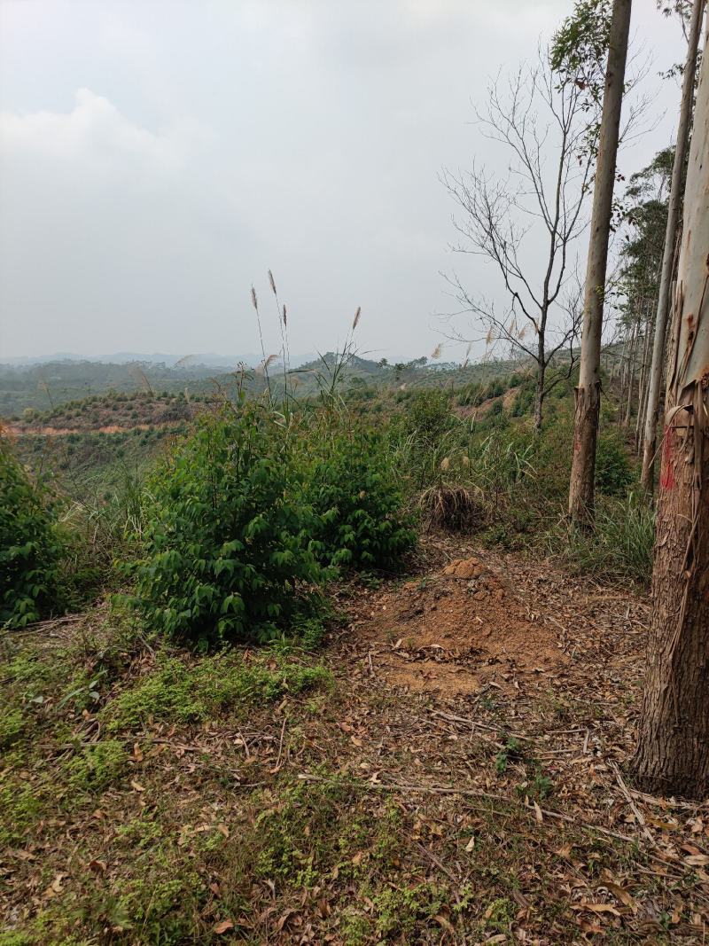 2000亩山地.55元/亩，可种植桉树，果林，药材等