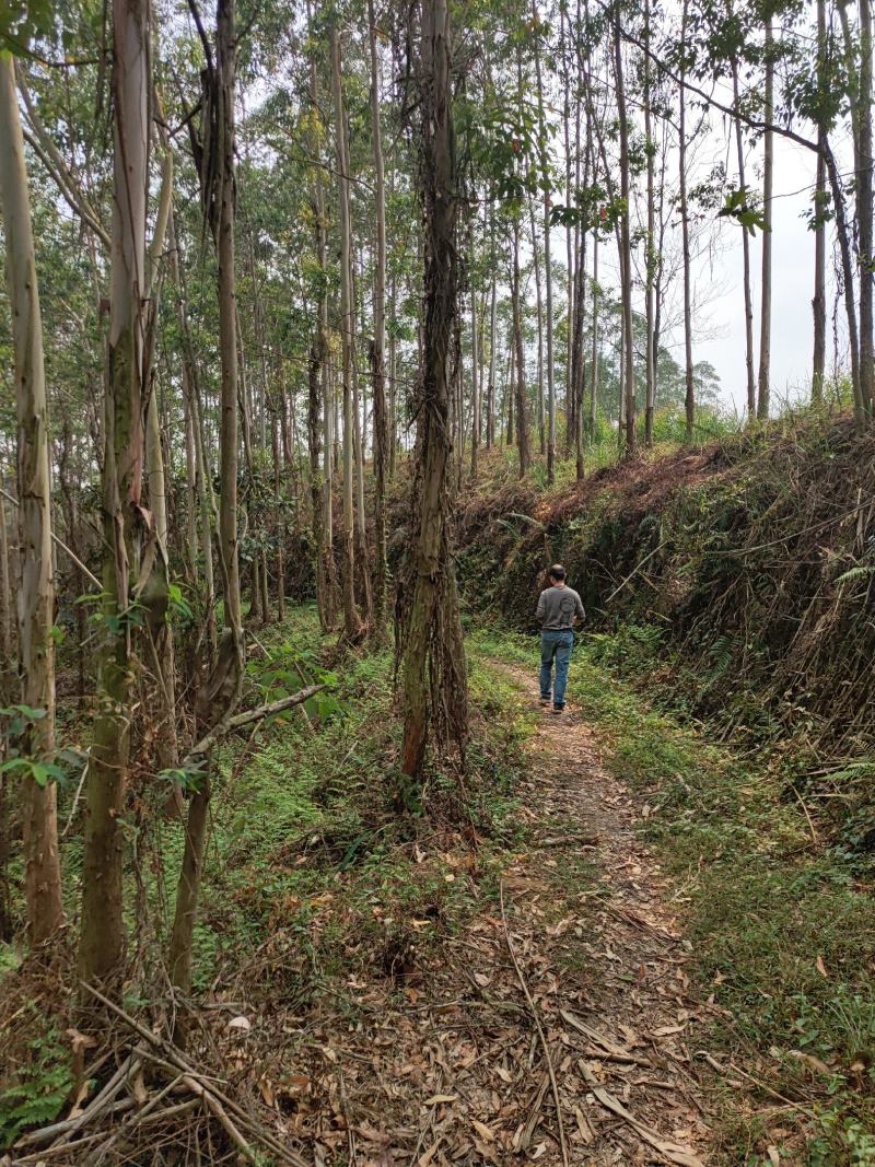 2000亩山地.55元/亩，可种植桉树，果林，药材等