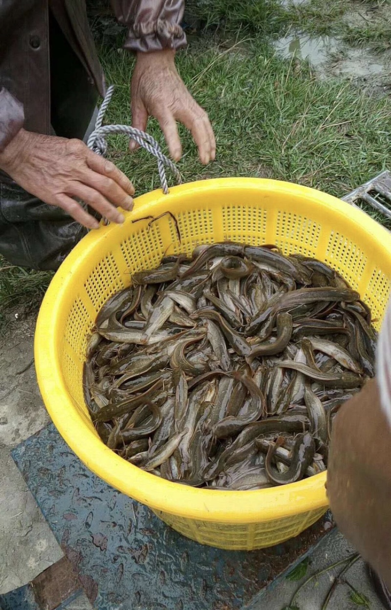 三黄塘鲺鱼苗本地塘角鱼三黄杂交塘角鱼苗本地塘鲺活体放生