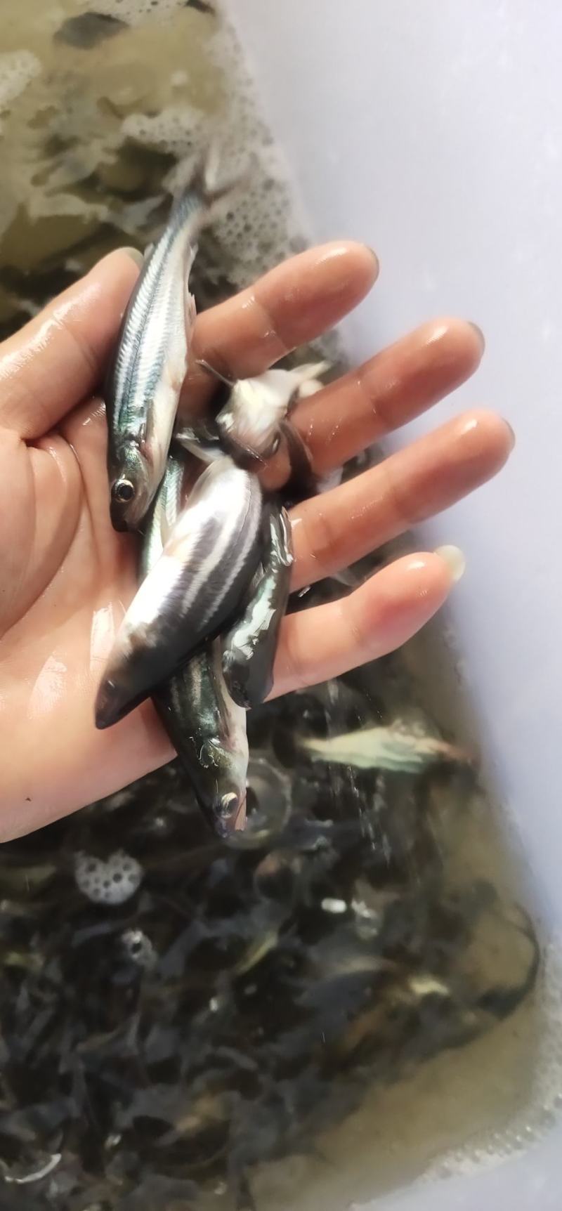 巴沙鱼苗，长期供应巴沙鱼苗，场地直销，一手货源