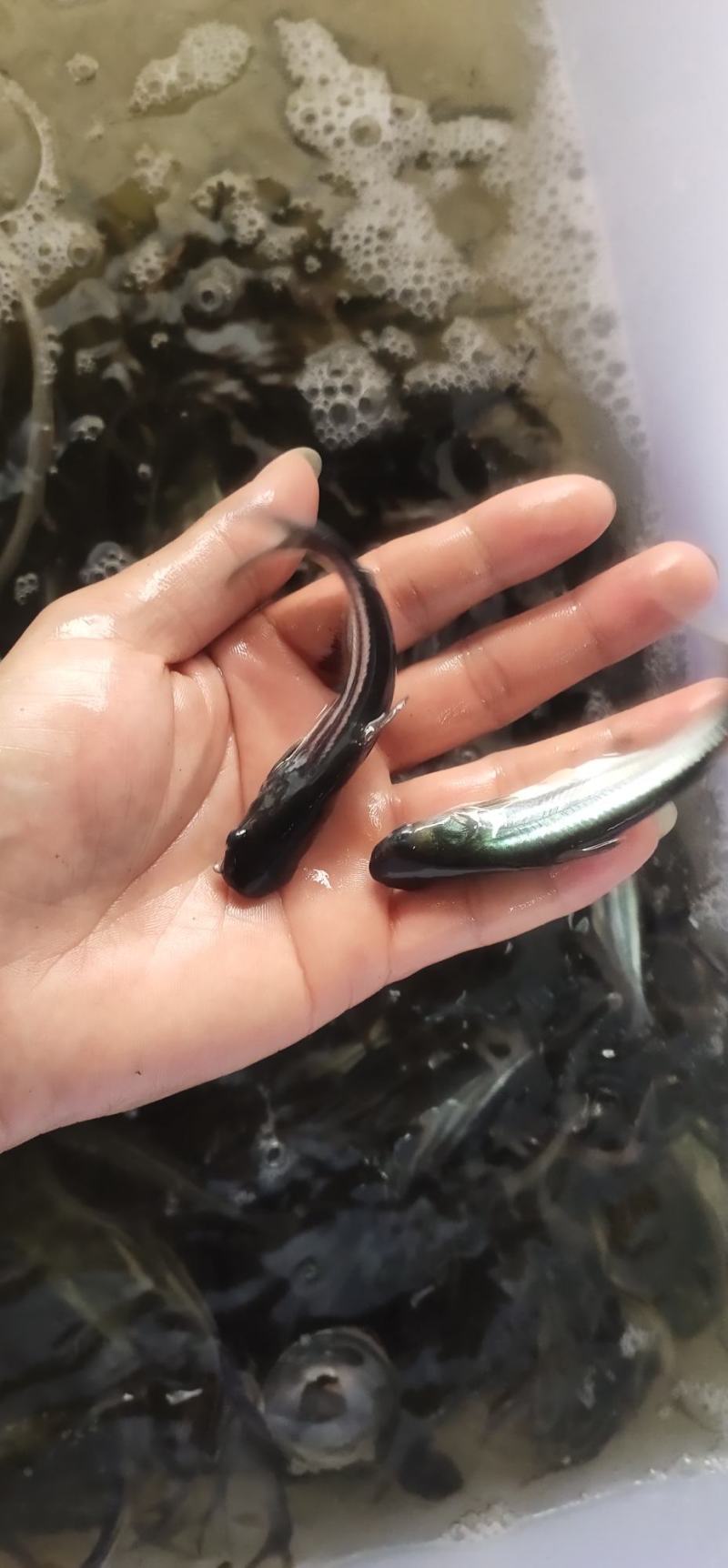 巴沙鱼苗，长期供应巴沙鱼苗，场地直销，一手货源