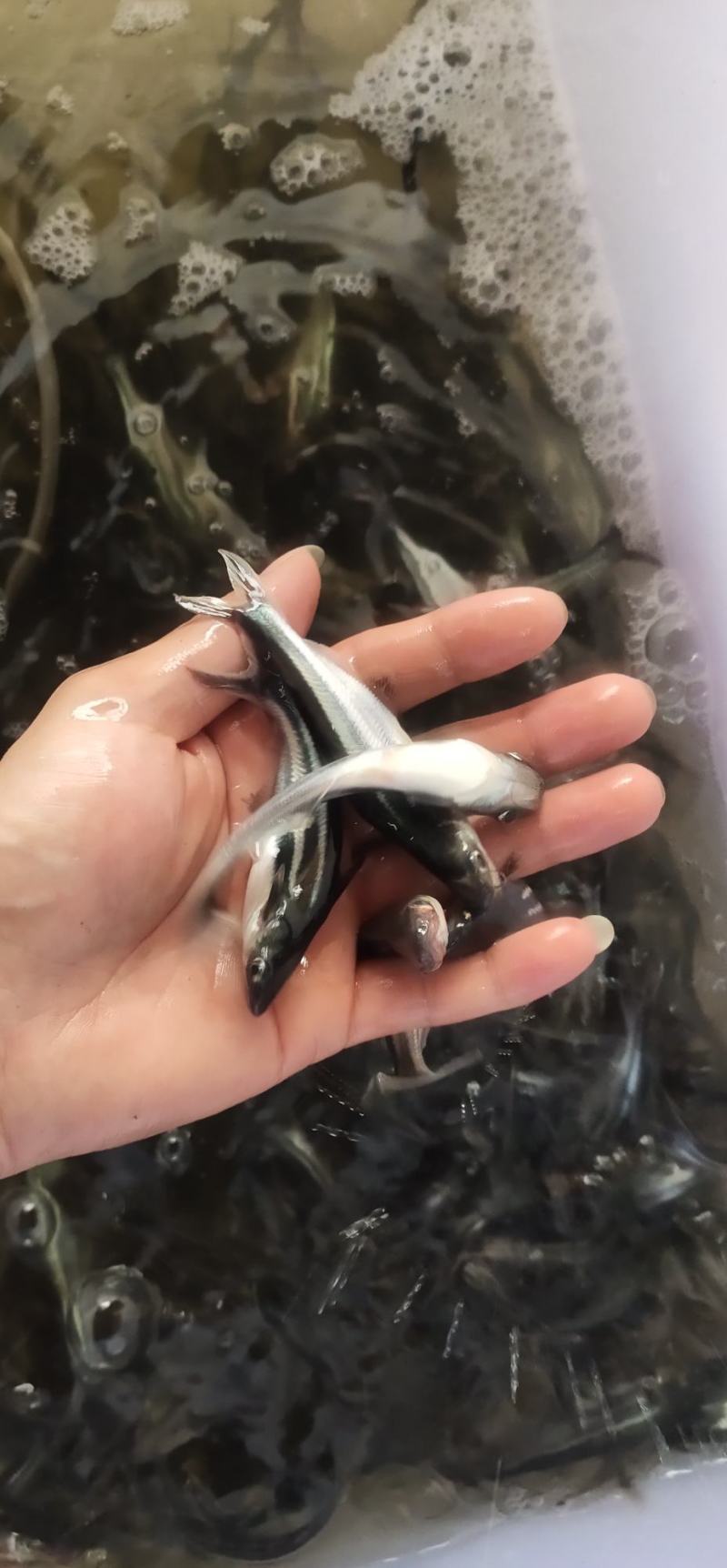 巴沙鱼苗，长期供应巴沙鱼苗，场地直销，一手货源