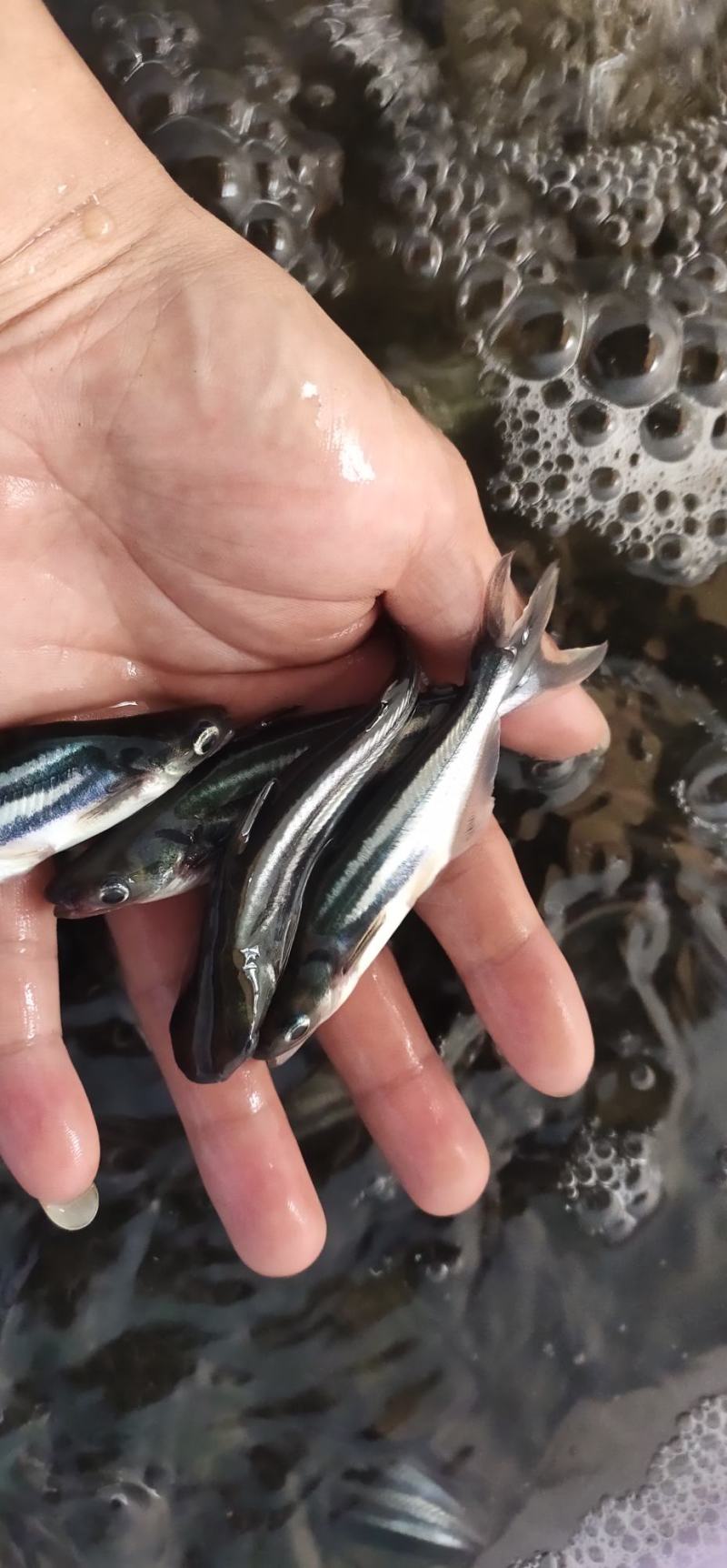 巴沙鱼苗，长期供应巴沙鱼苗，场地直销，一手货源