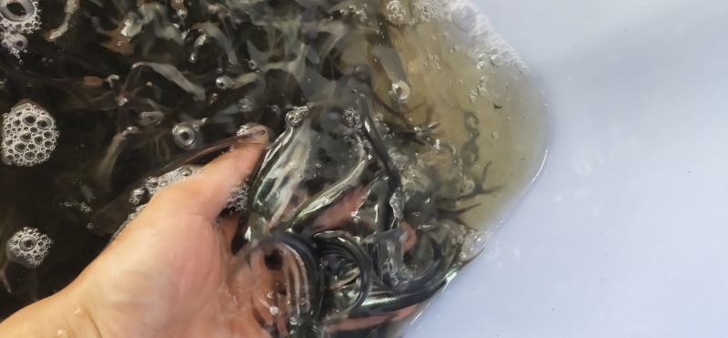 巴沙鱼苗，长期供应巴沙鱼苗，场地直销，一手货源