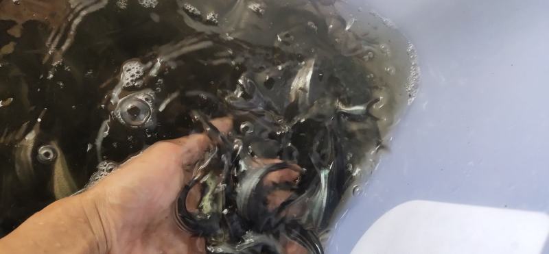 巴沙鱼苗，长期供应巴沙鱼苗，场地直销，一手货源