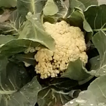 大量出售大田优质菜花