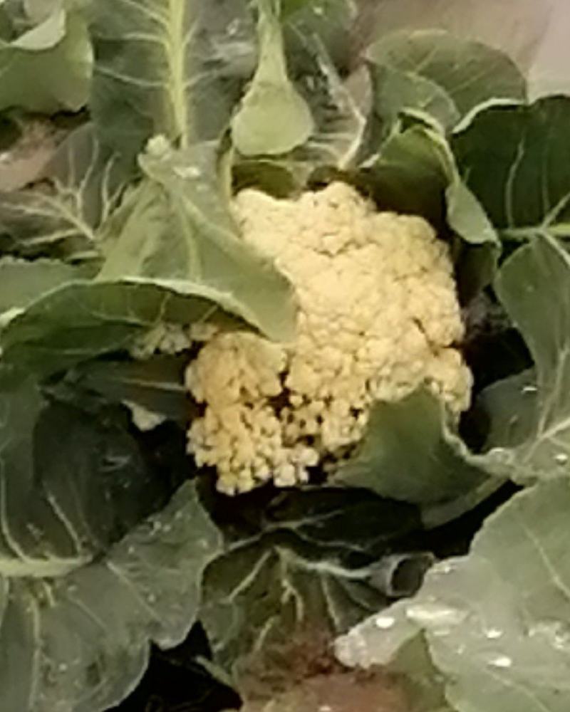 大量出售大田优质菜花