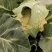 大量出售大田优质菜花