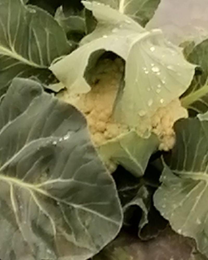 大量出售大田优质菜花