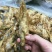 猫猫鱼/油炸小鱼干，质量保证，一手货源价格便宜，需要联系