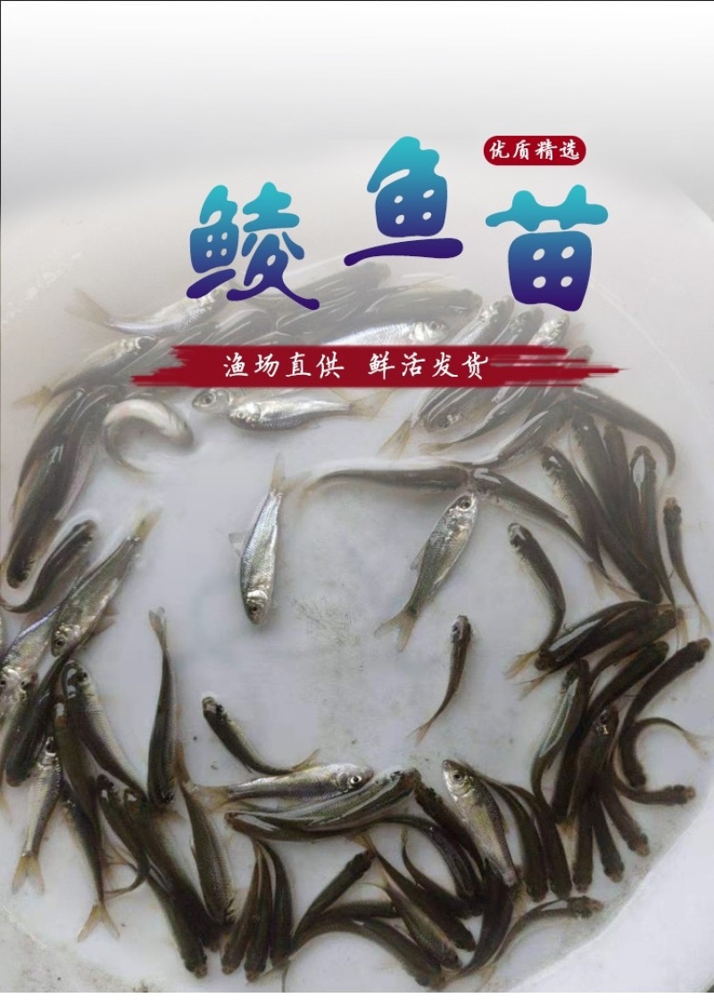 鲮鱼苗土麦淡水养殖泰草鱼鲫鱼四大家鱼放生活体鱼