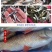 鲮鱼苗土麦淡水养殖泰草鱼鲫鱼四大家鱼放生活体鱼