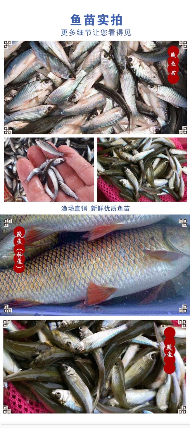 鲮鱼苗土麦淡水养殖泰草鱼鲫鱼四大家鱼放生活体鱼
