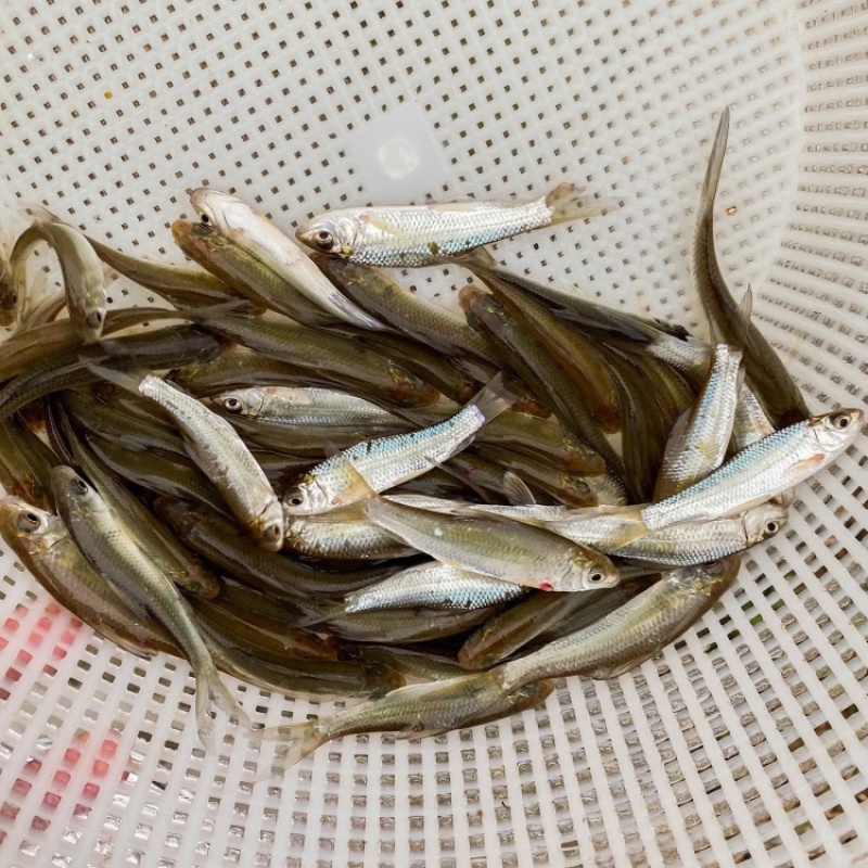 鲮鱼苗土麦淡水养殖泰草鱼鲫鱼四大家鱼放生活体鱼