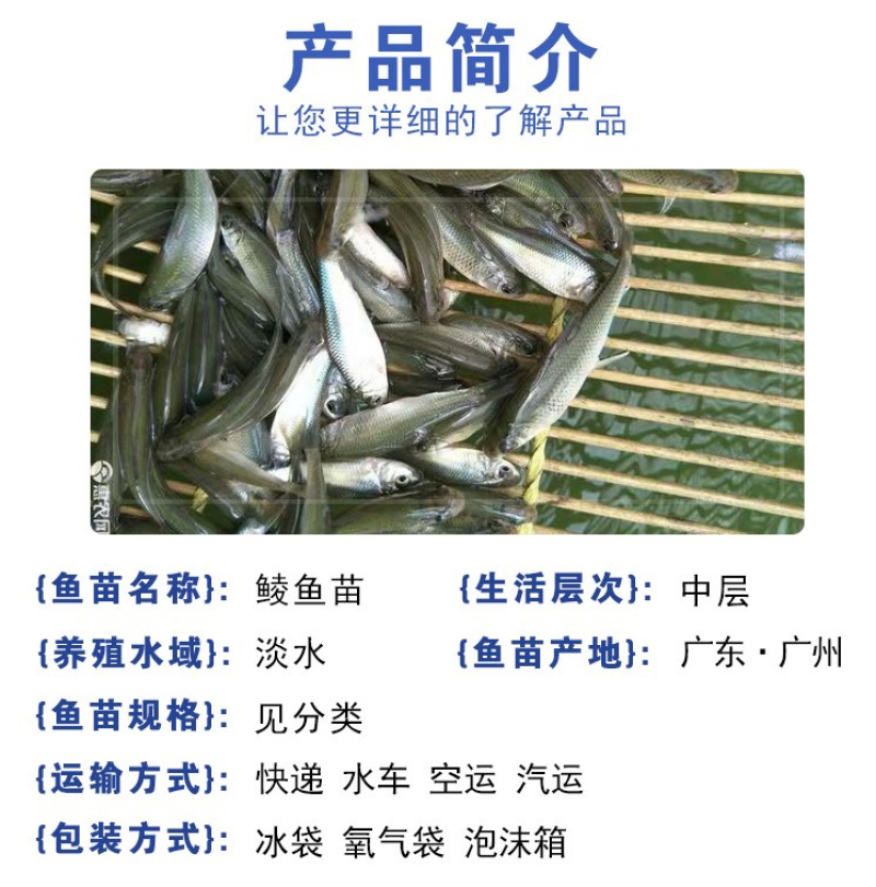 鲮鱼苗土麦淡水养殖泰草鱼鲫鱼四大家鱼放生活体鱼