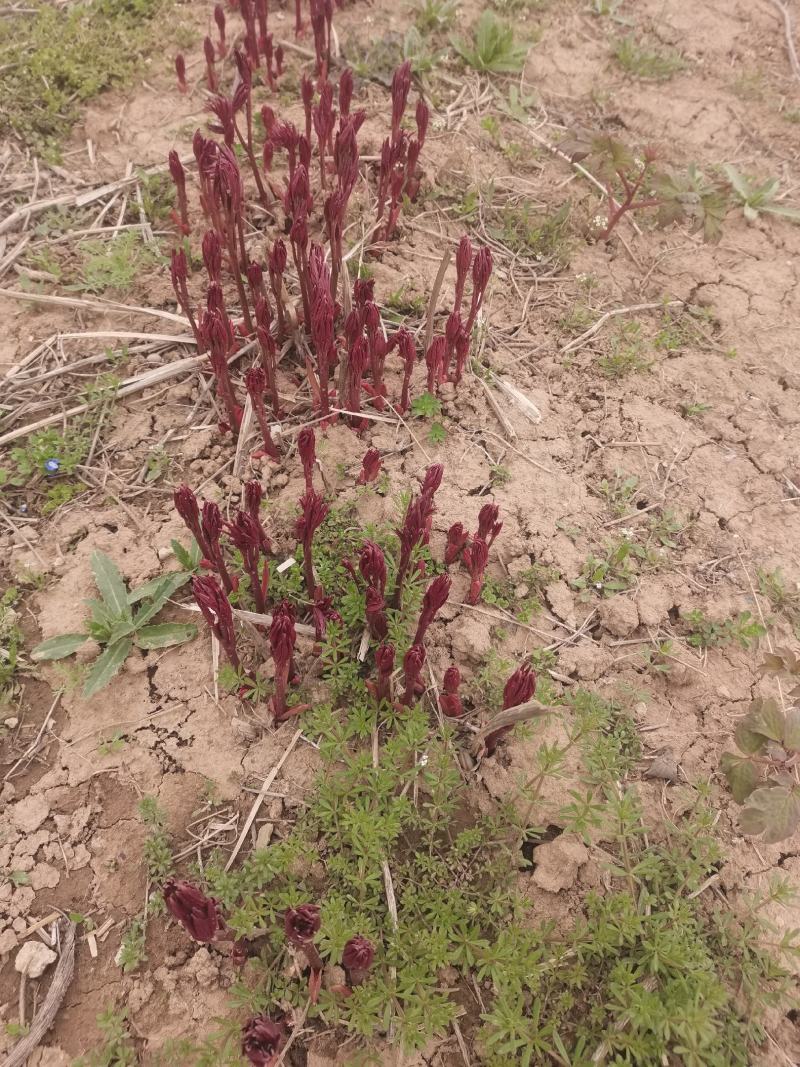 安徽亳州赤芍赤芍苗白芍芽，出售种植回收技术指导全面服务。