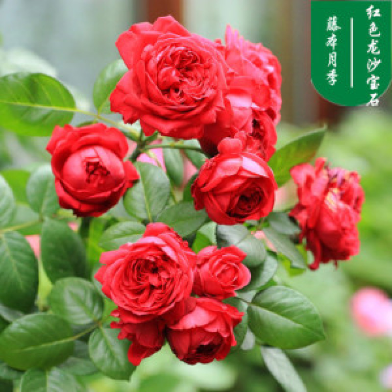 藤本月季，爬藤月季，包对版，可零售可批发