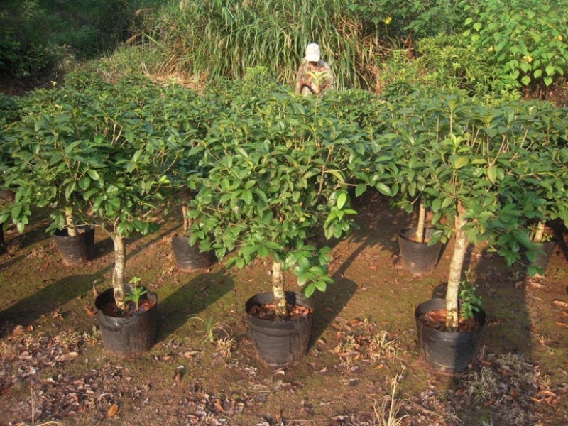 【桂花苗】桂花树苗，优质种苗，绿化家园，现挖发货，