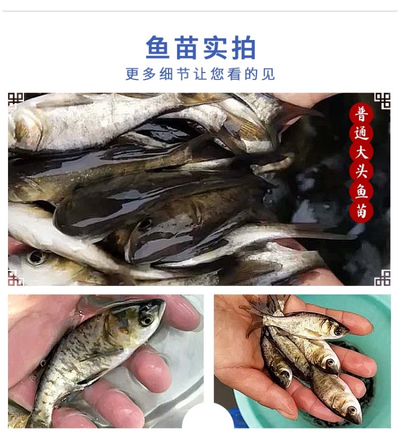 花鲢鱼苗大头鱼苗小鱼苗半斤胖头淡水鳙鱼鱼苗花白鲢鱼