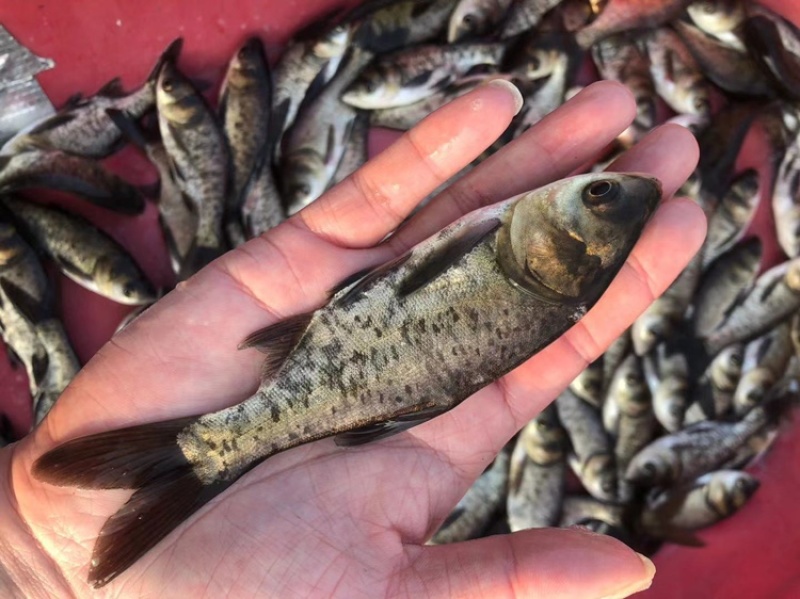 花鲢鱼苗大头鱼苗小鱼苗半斤胖头淡水鳙鱼鱼苗花白鲢鱼