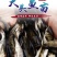 花鲢鱼苗大头鱼苗小鱼苗半斤胖头淡水鳙鱼鱼苗花白鲢鱼