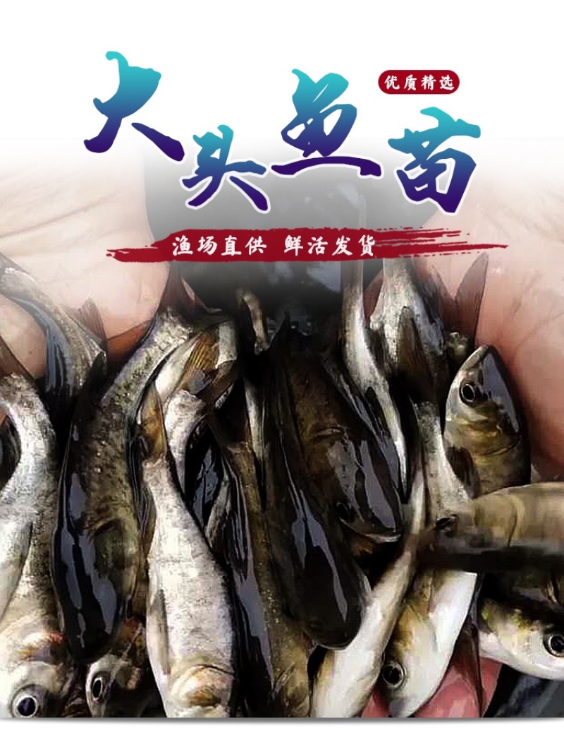 花鲢鱼苗大头鱼苗小鱼苗半斤胖头淡水鳙鱼鱼苗花白鲢鱼