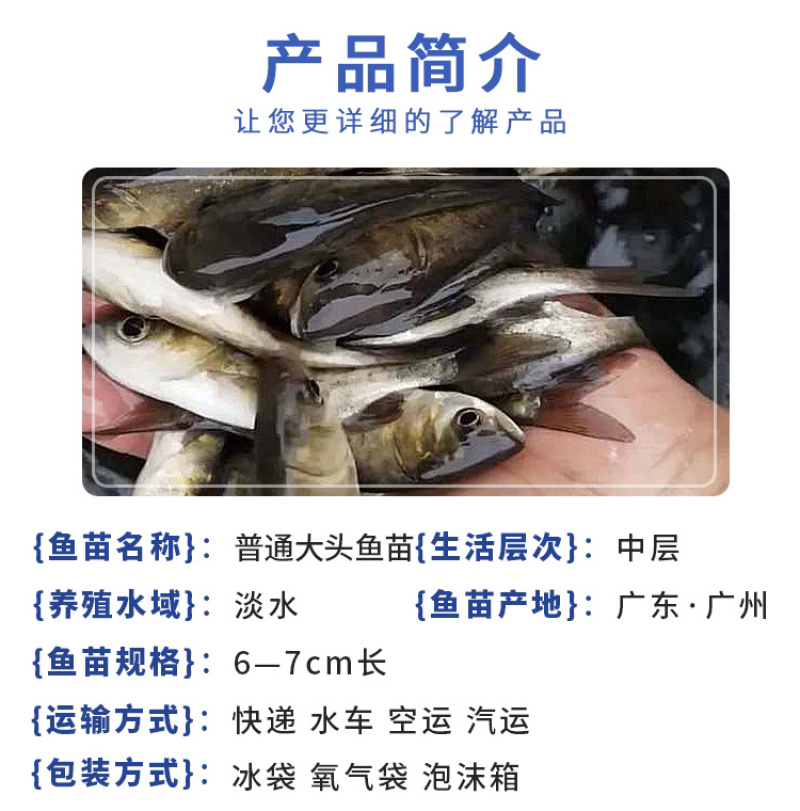 花鲢鱼苗大头鱼苗小鱼苗半斤胖头淡水鳙鱼鱼苗花白鲢鱼