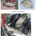 花鲢鱼苗大头鱼苗小鱼苗半斤胖头淡水鳙鱼鱼苗花白鲢鱼