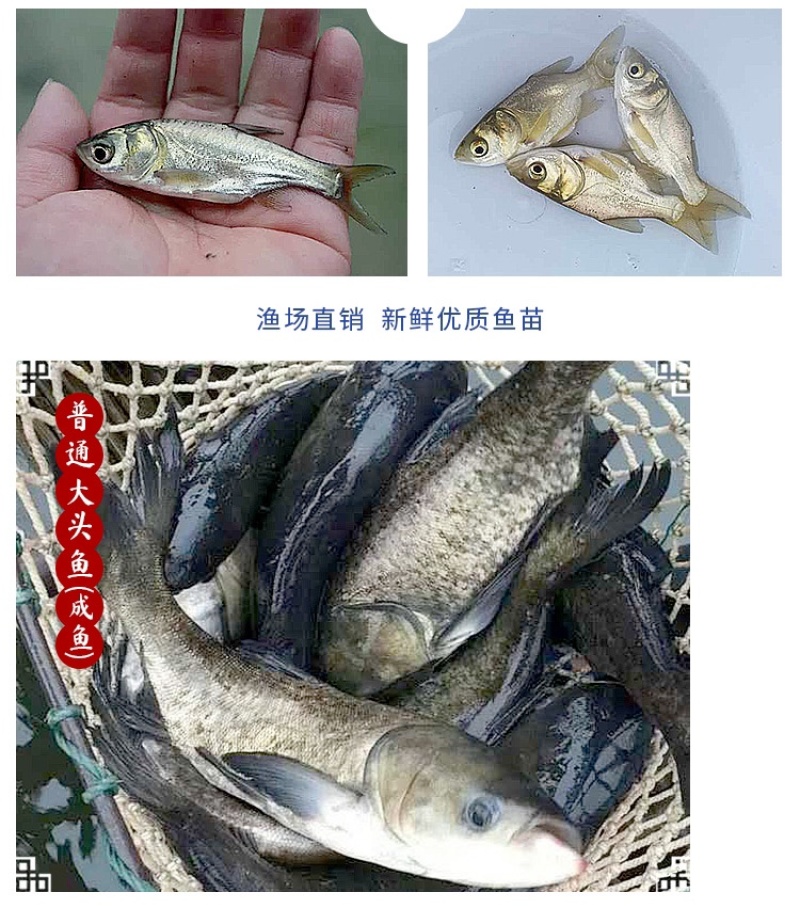 花鲢鱼苗大头鱼苗小鱼苗半斤胖头淡水鳙鱼鱼苗花白鲢鱼